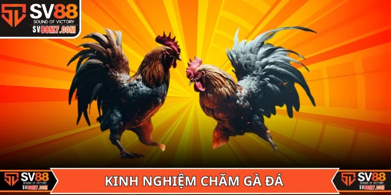 Thông tin cần nắm về kinh nghiệm chăm gà đá